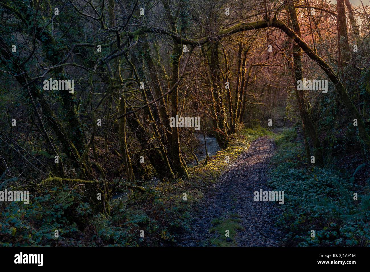 Late afternoon light through trees in a wooded valley on Bodmin Moor in Cornwall. Stock Photo