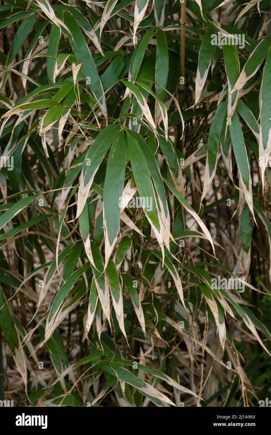 The leaves of Bambusa Pseudasosa Japonica Arrow Bamboo turning brown