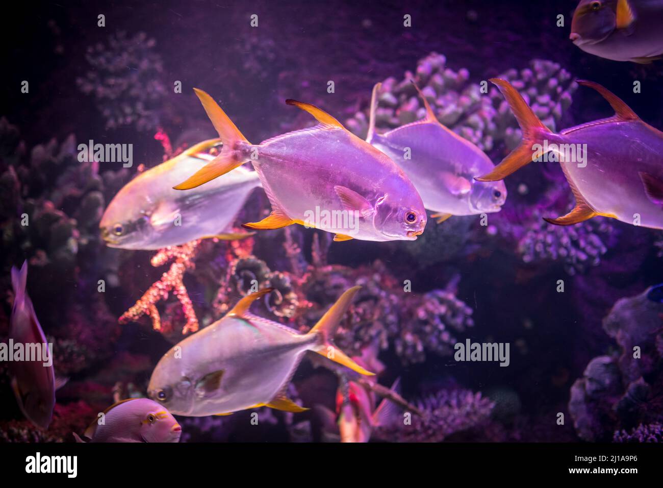 Photo through glass, observing piranha fish in an aquarium. Piaractus brachypomus and Colossoma macropomum in water. Stock Photo