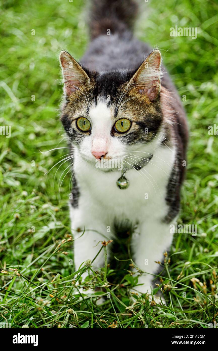 Black and white cat playing in the yard Stock Photo - Alamy