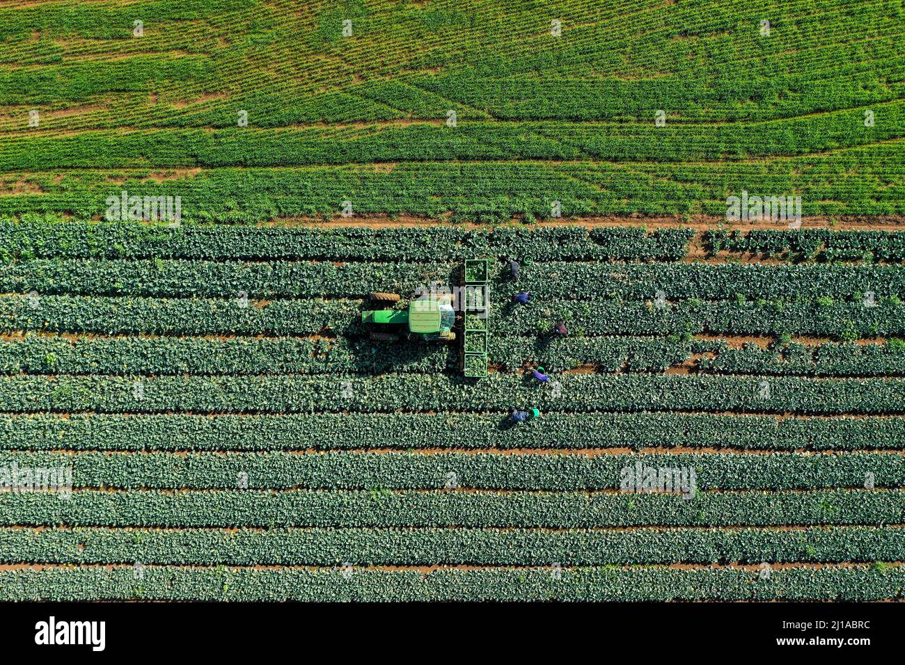 Farm workers picking Broccoli placing them in pallets, aerial view. Stock Photo