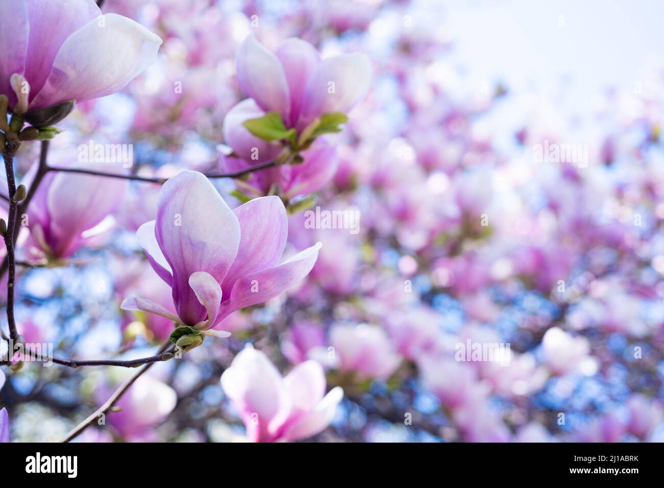 pink flowers of blooming magnolia tree in spring. selective focus Stock ...