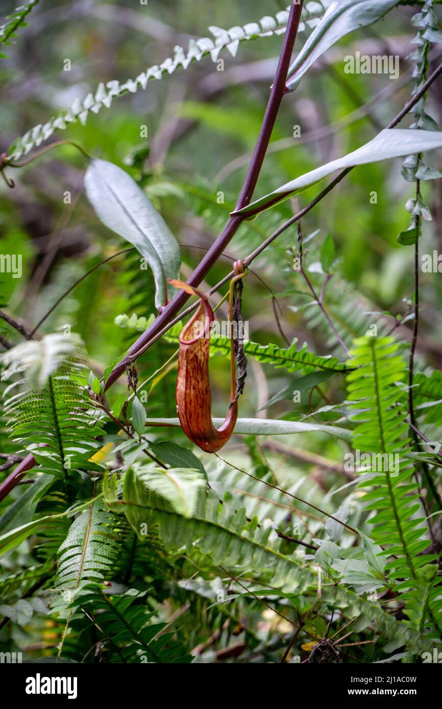 Plants of the genus Nepenthes in the wild of Indonesia's forests Stock Photo