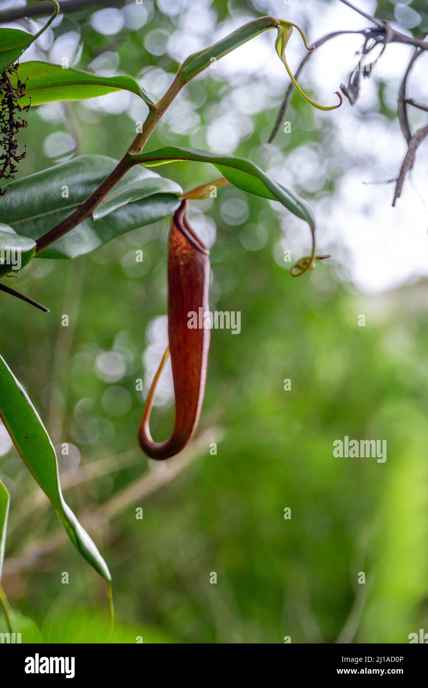 Plants of the genus Nepenthes in the wild of Indonesia's forests Stock Photo