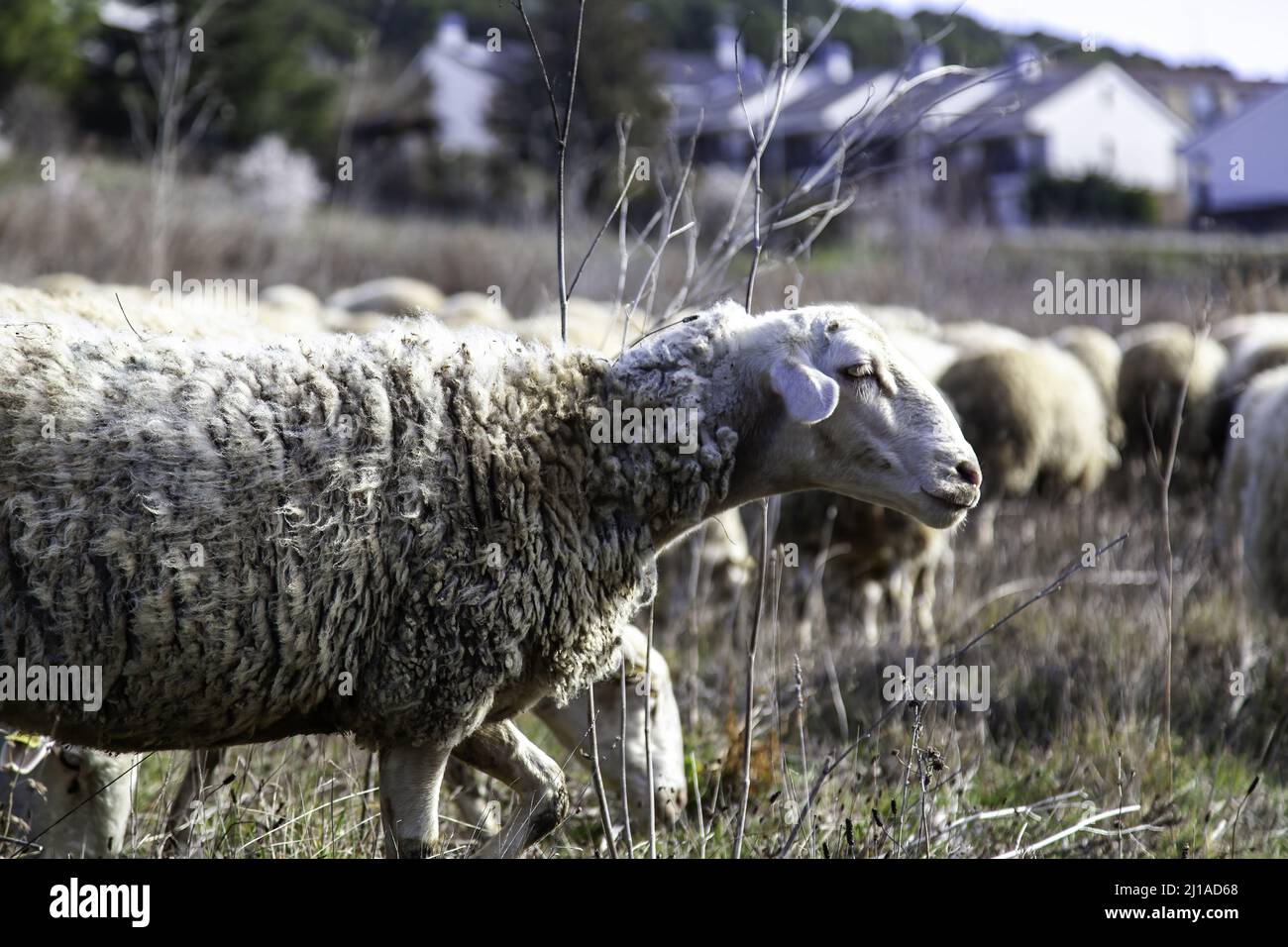 Flock of sheep in field, farm and domestic animals Stock Photo