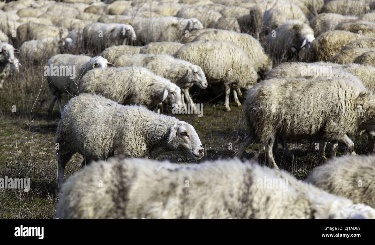 Flock of sheep in field, farm and domestic animals Stock Photo