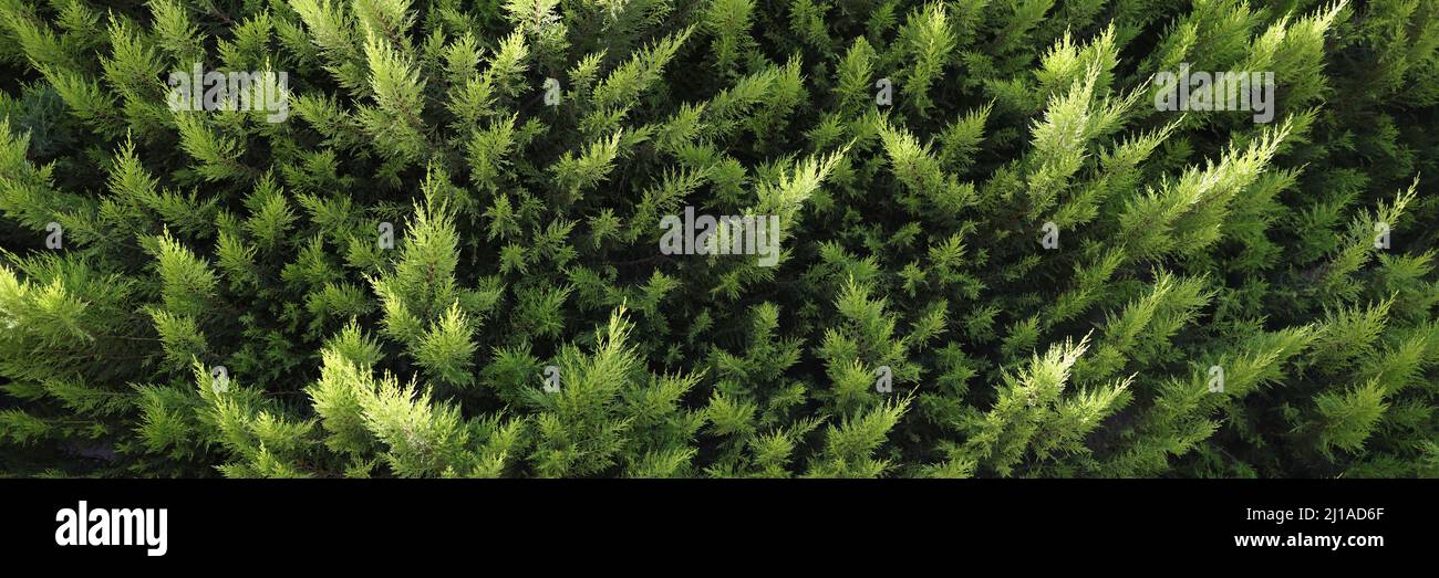 Closeup of green branches of evergreen thuja background Stock Photo
