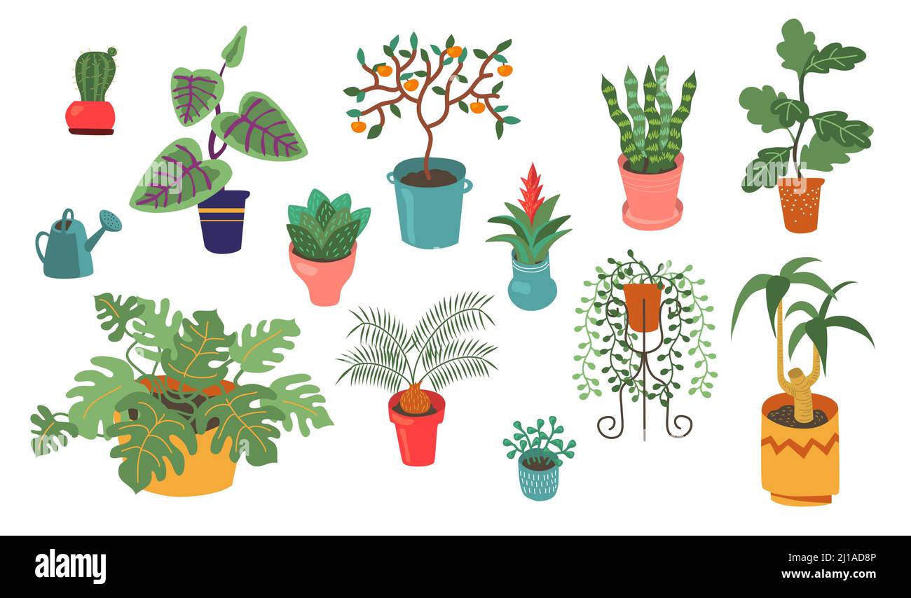 Various houseplants monstera Cut Out Stock Images & Pictures - Alamy