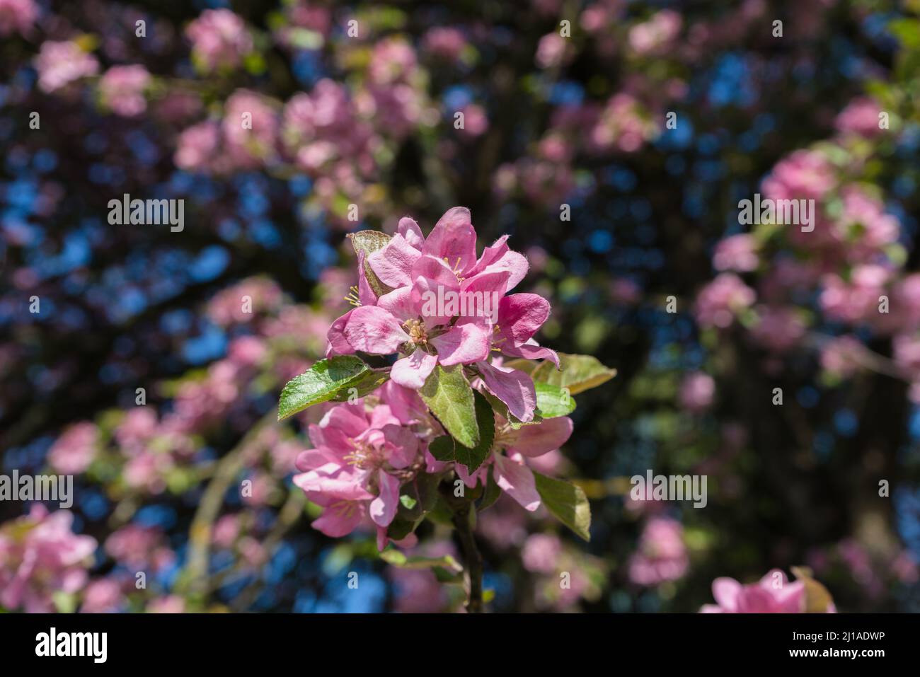 close up view of flowers of Malus niedzwetzkyana, or Niedzwetzky's apple in bloom on sunny spring day Stock Photo