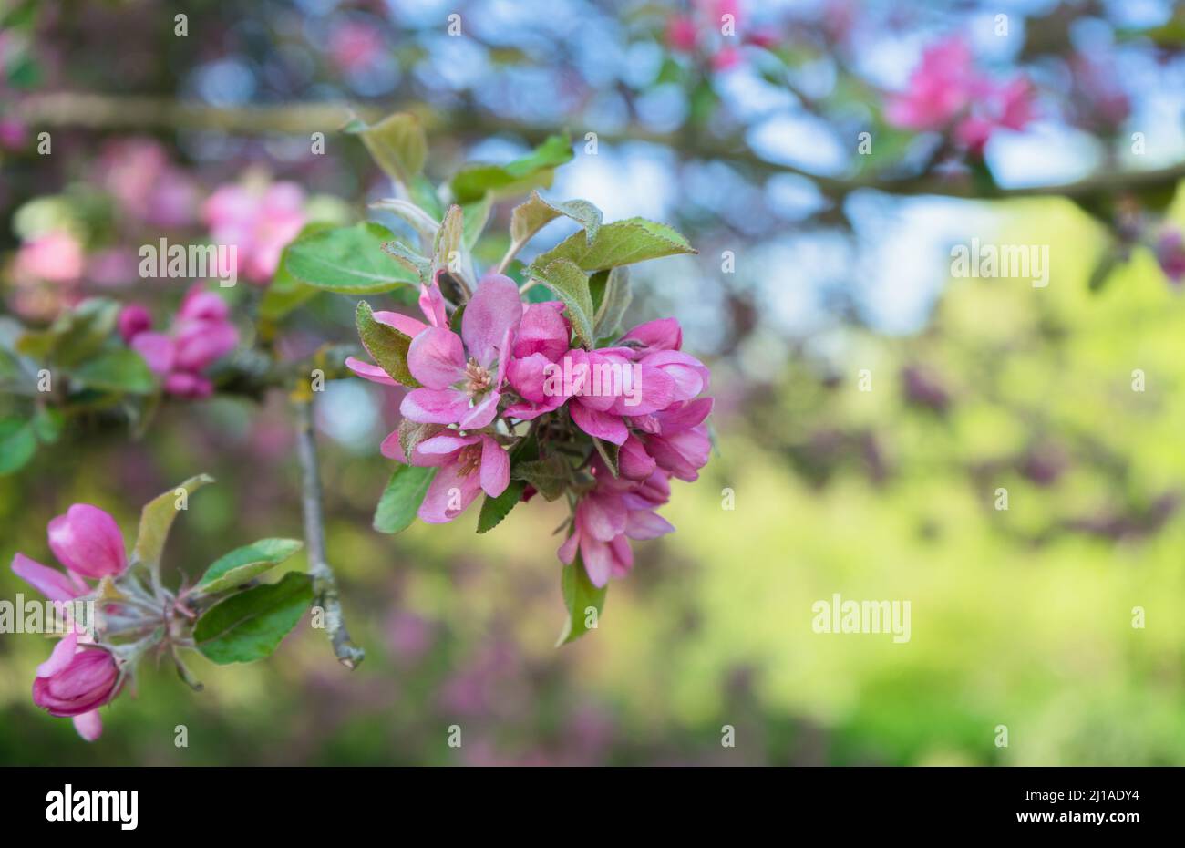 Malus niedzwetzkyana, or Niedzwetzky's apple tree branch with flowers at springtime Stock Photo