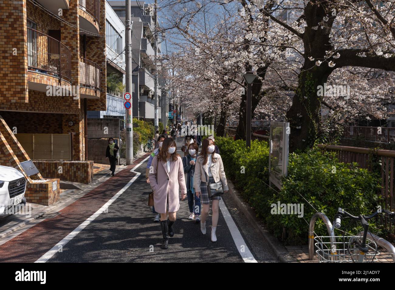 Tokyo, Japan. 24th Mar, 2022. The traditional Japanese Cherry blossom  season in Tokyo is set to start on March 28, 2022. Some Sakura trees  started to bloom already, like here in Naka