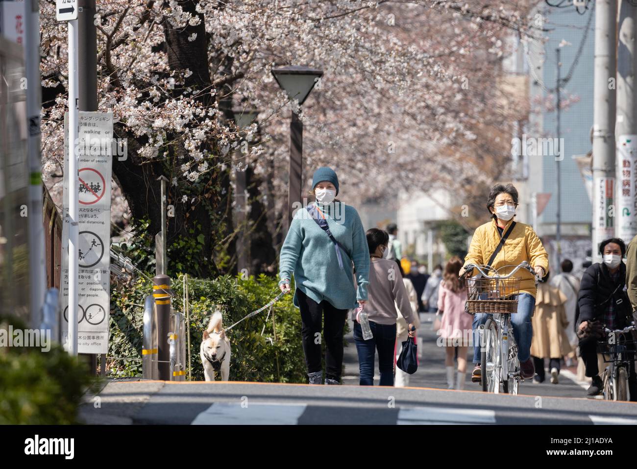 Tokyo, Japan. 24th Mar, 2022. The traditional Japanese Cherry blossom  season in Tokyo is set to start on March 28, 2022. Some Sakura trees  started to bloom already, like here in Naka