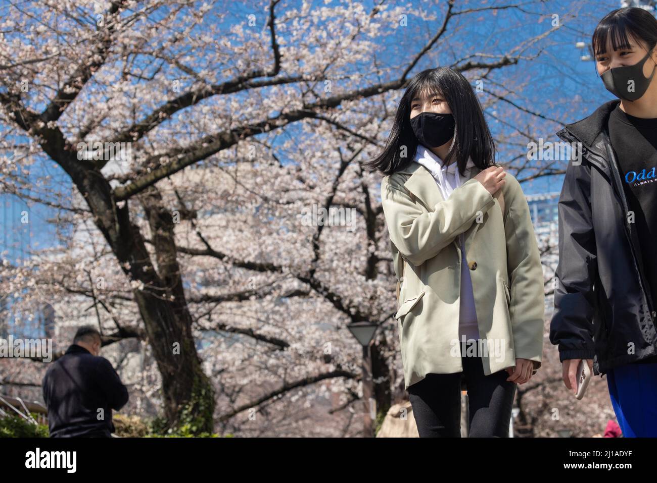 Tokyo, Japan. 24th Mar, 2022. The traditional Japanese Cherry blossom  season in Tokyo is set to start on March 28, 2022. Some Sakura trees  started to bloom already, like here in Naka