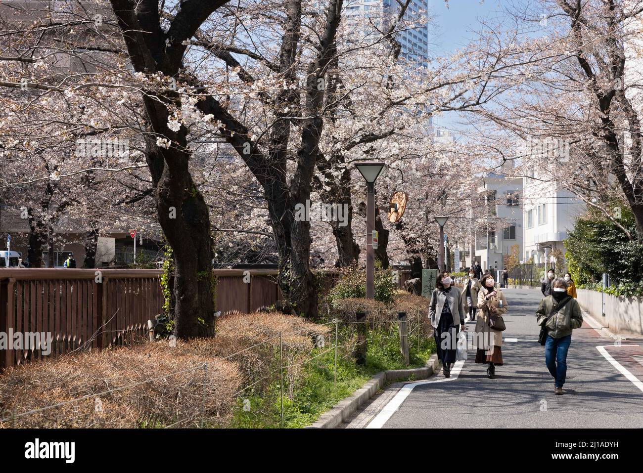 Tokyo, Japan. 24th Mar, 2022. The traditional Japanese Cherry blossom  season in Tokyo is set to start on March 28, 2022. Some Sakura trees  started to bloom already, like here in Naka