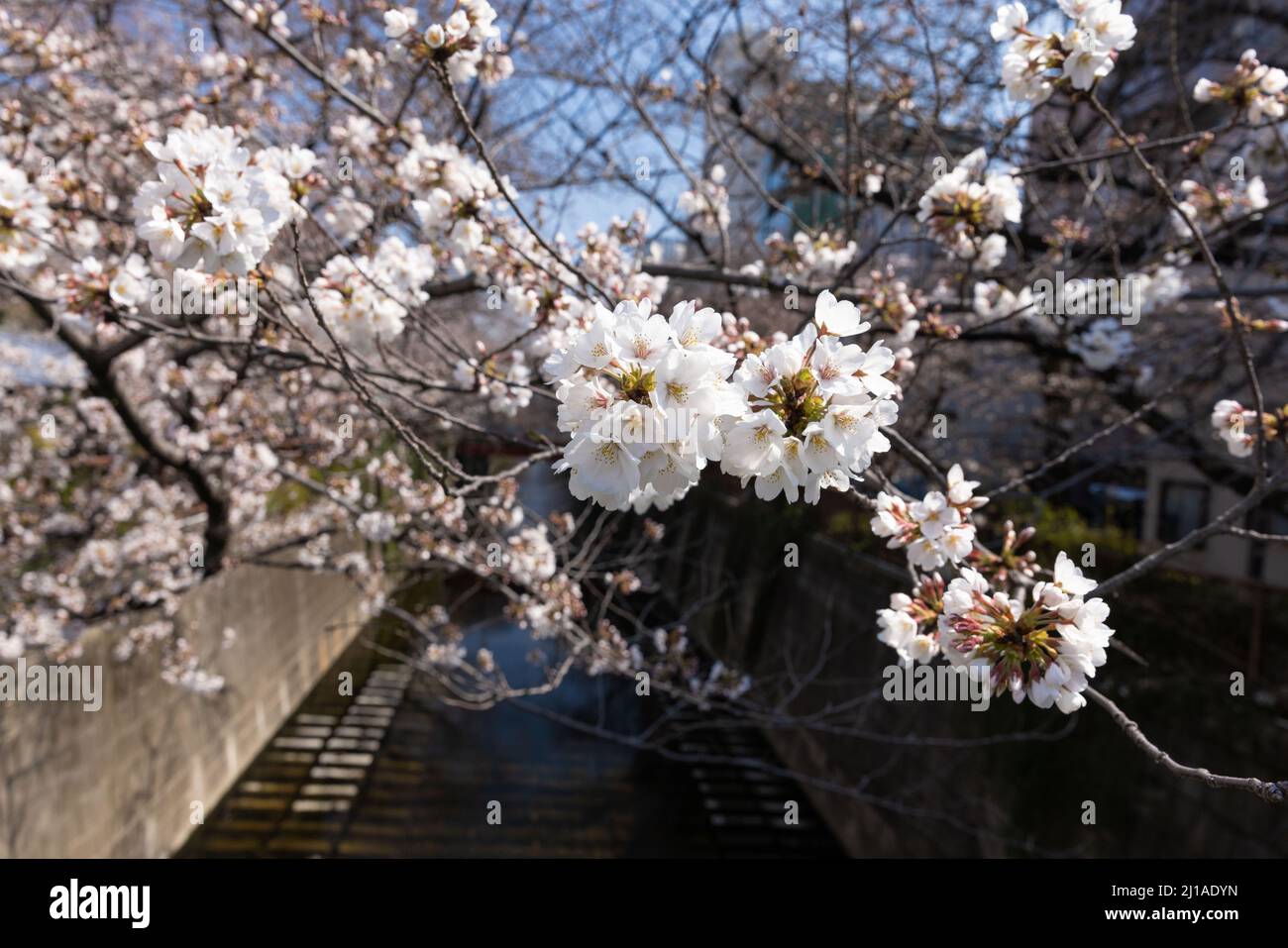 Tokyo, Japan. 24th Mar, 2022. The traditional Japanese Cherry blossom  season in Tokyo is set to start on March 28, 2022. Some Sakura trees  started to bloom already, like here in Naka