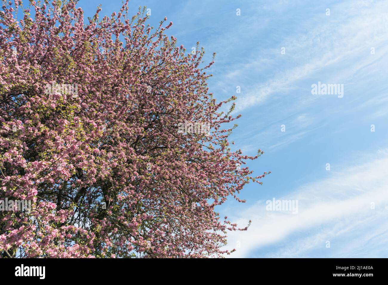 Malus niedzwetzkyana, or Niedzwetzky's apple tree in full bloom against blue skies atspringtime Stock Photo