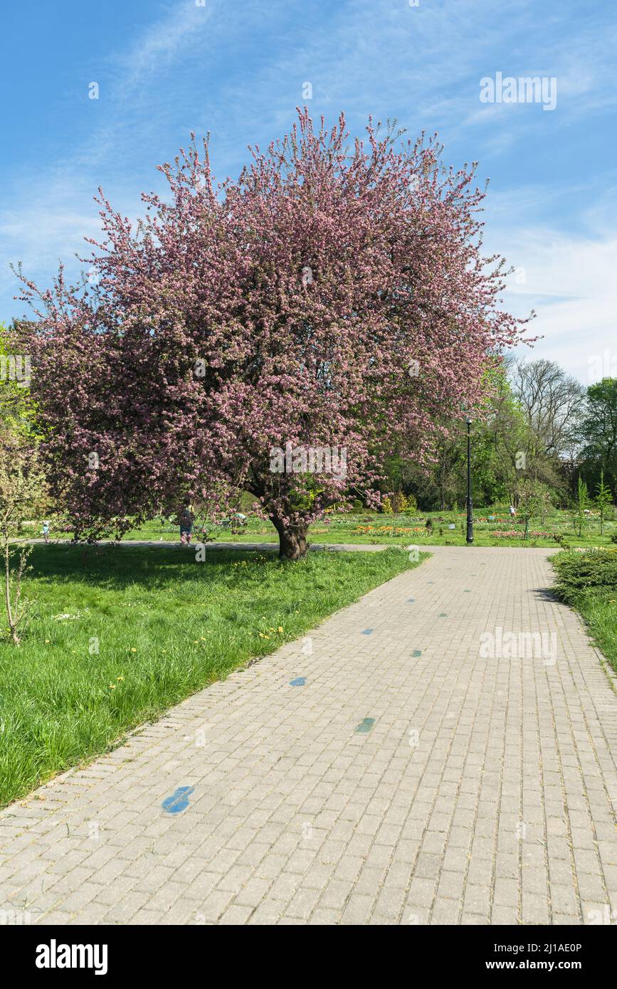 Malus niedzwetzkyana, or Niedzwetzky's apple tree in full bloom in garden with paved footpath Stock Photo