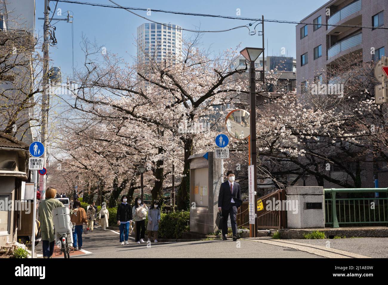 Tokyo, Japan. 24th Mar, 2022. The traditional Japanese Cherry blossom  season in Tokyo is set to start on March 28, 2022. Some Sakura trees  started to bloom already, like here in Naka