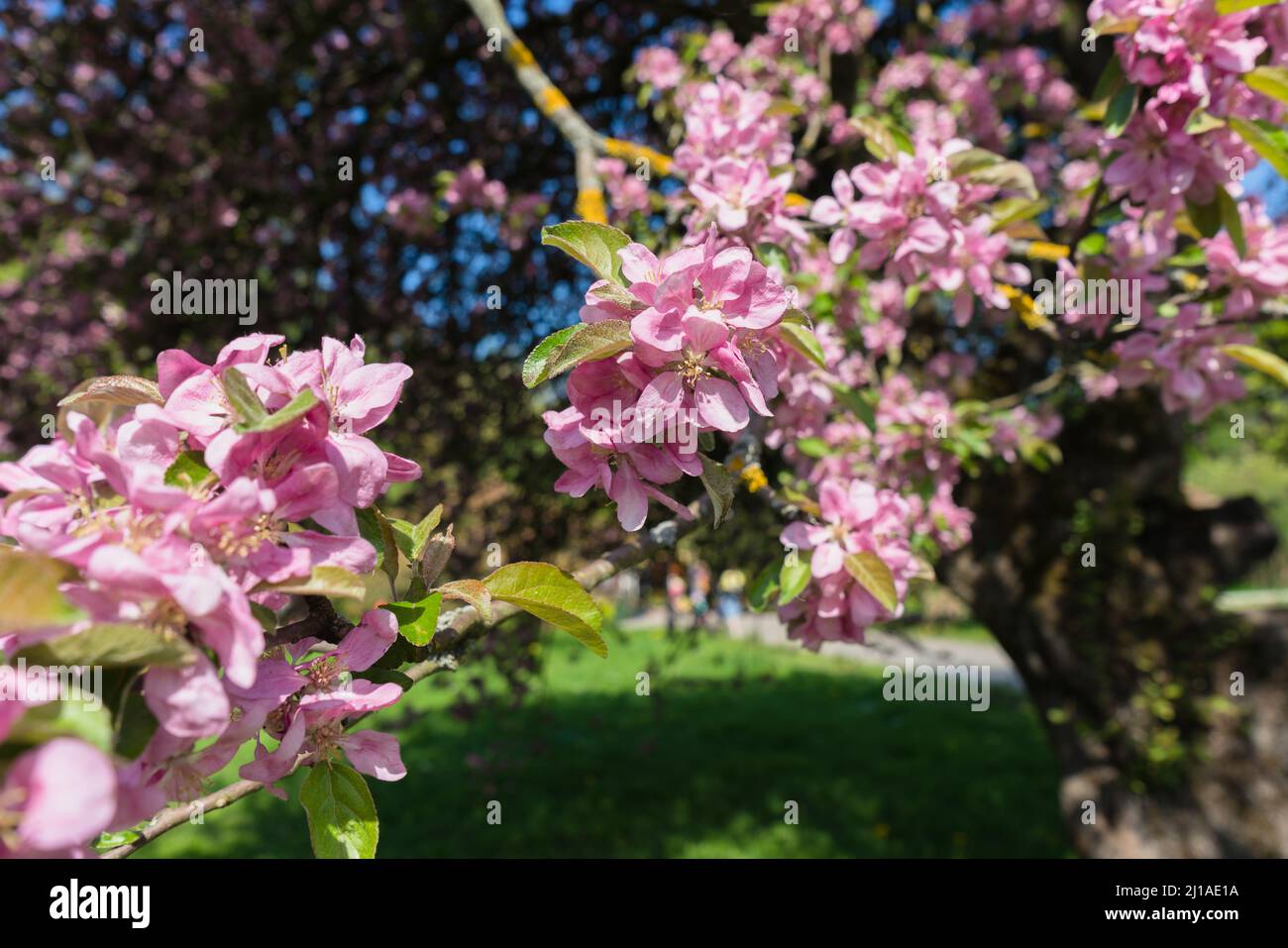 close view of Malus niedzwetzkyana, or Niedzwetzky's apple tree branches in bloom on sunny spring day Stock Photo