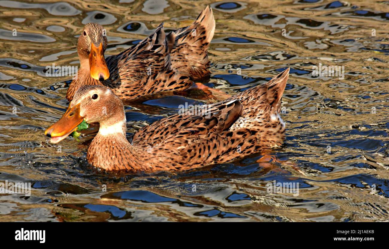 Beautiful shot ducks swans hi-res stock photography and images - Alamy