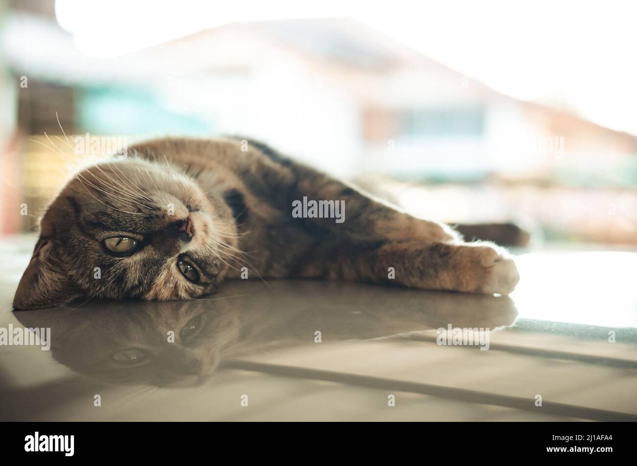 Domestic female cat lying and relaxing on car roof at the car park of the house. Stock Photo
