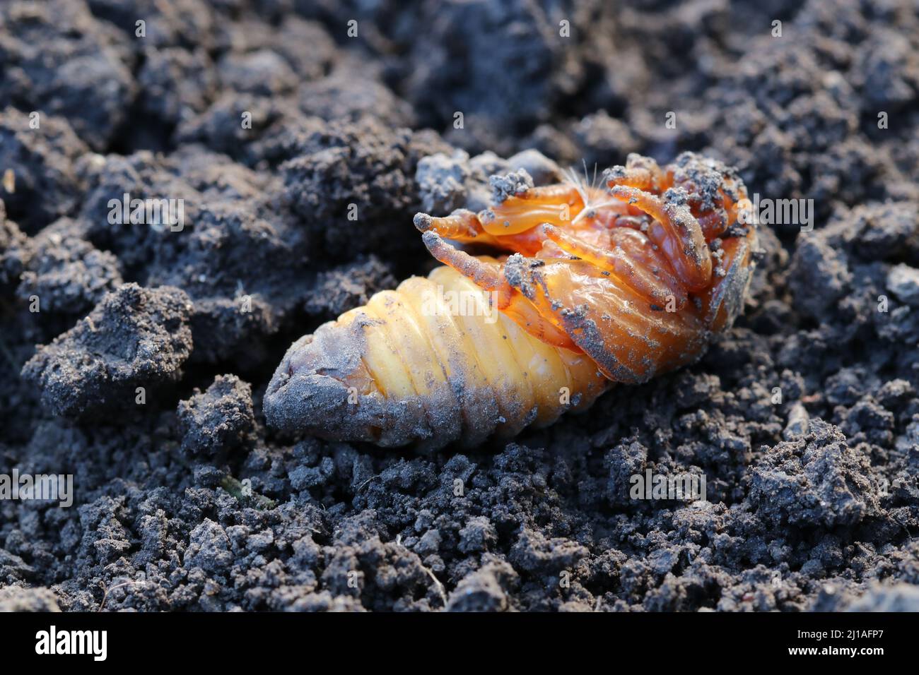 The pupated beetle larva. In the larva formed legs. Stock Photo