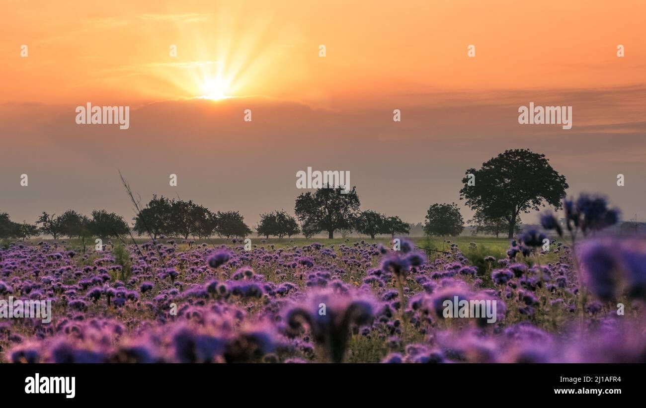Sunrise over field of flowers hi-res stock photography and images - Alamy
