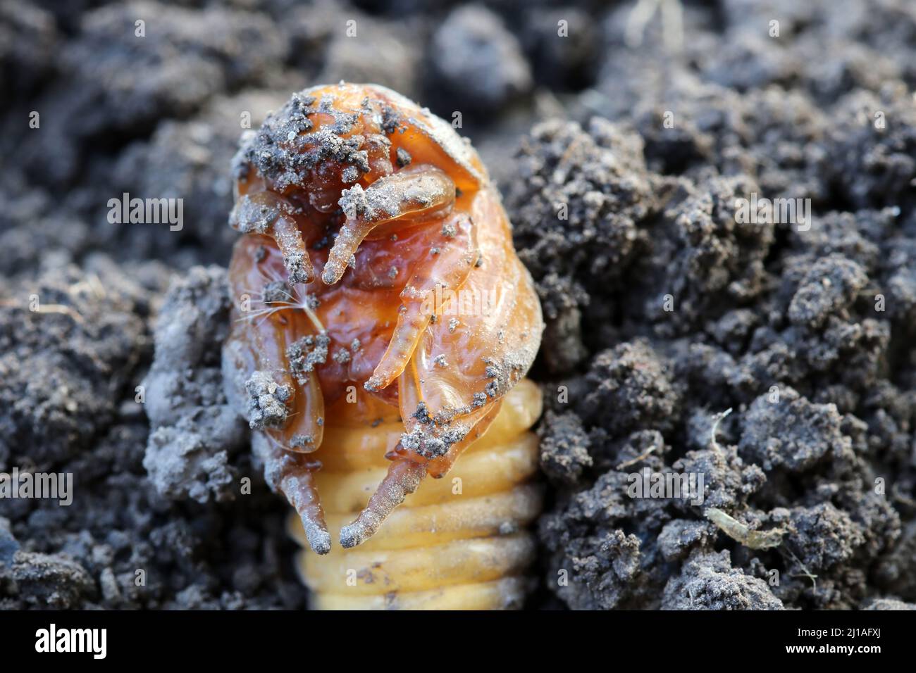 The pupated beetle larva. In the larva formed legs. Stock Photo
