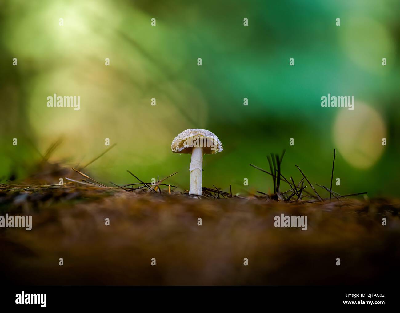 A closeup of Amanita phalloides, commonly known as the death cap or