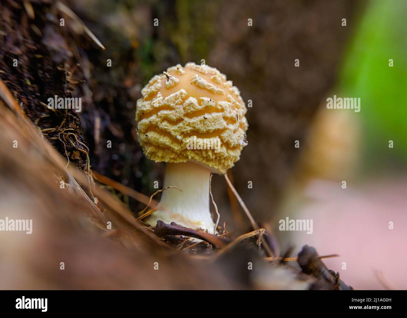 A closeup of the blusher, genus Amanita. A. rubescens or the blushing amanita. Stock Photo