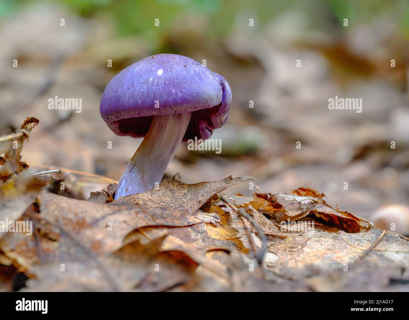 A closeup of Cortinarius violaceus, commonly known as the violet webcap or violet cort. Stock Photo