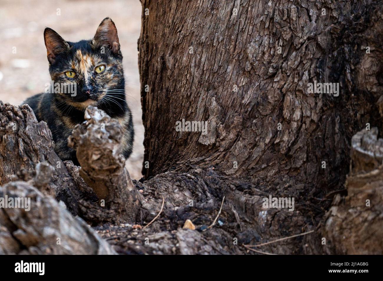 black and tan cat posing for the photographer. close-up Stock Photo - Alamy