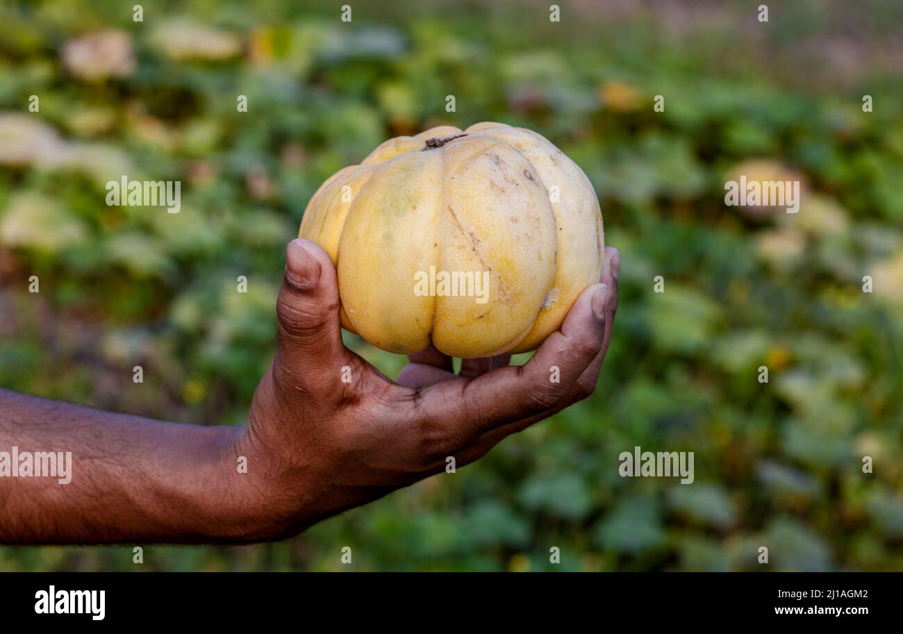 Hand melon farm hires stock photography and images Alamy