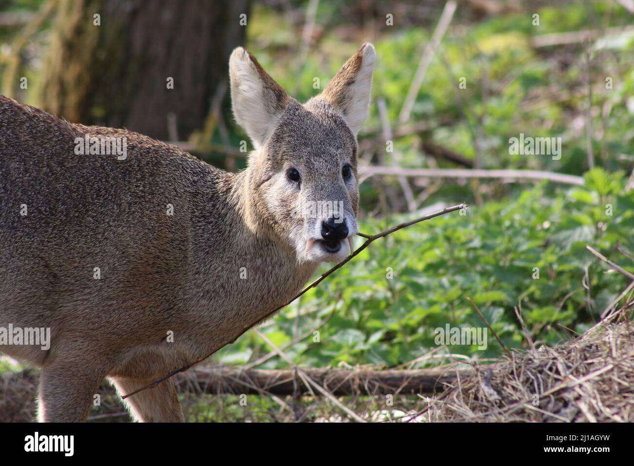 A Chinese Water Deer chewing a tree branch in a forest in Bedfordshire