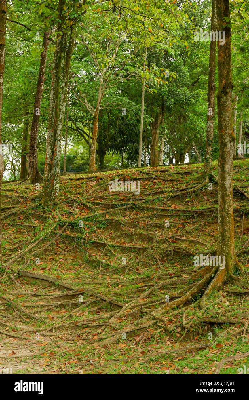 Sterculia Parviflora Exposed Tree Roots at Taman Botani Perdana (Botanical Gardens) Kuala Lumpur Stock Photo