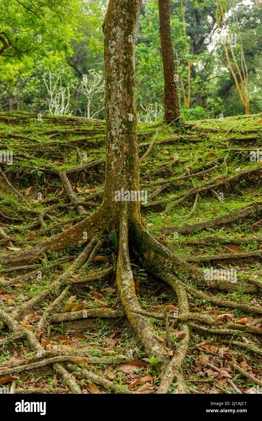 Sterculia Parviflora Exposed Tree Roots at Taman Botani Perdana (Botanical Gardens) Kuala Lumpur Stock Photo