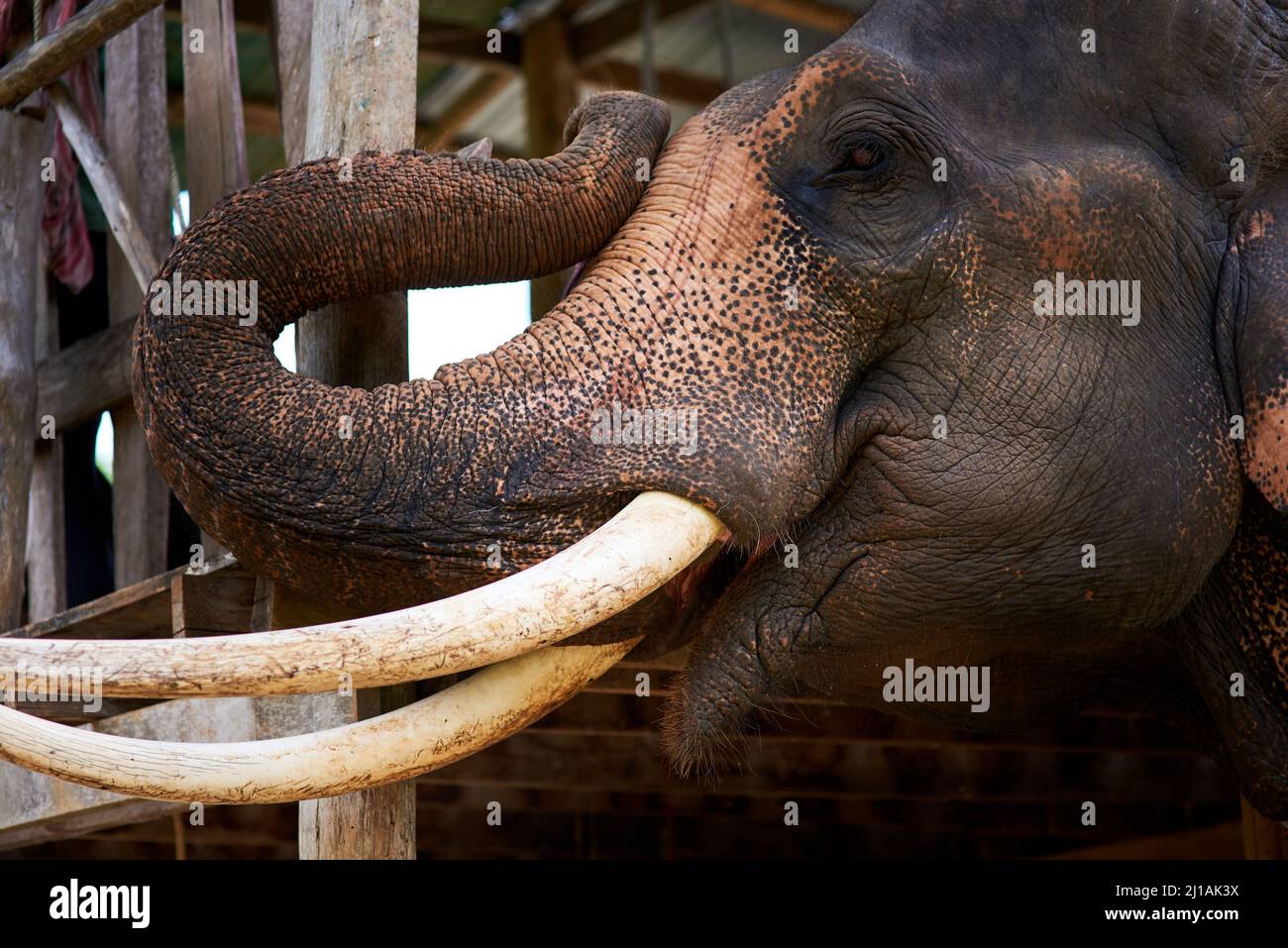 One of wildlifes giants. Closeup of an Asian elephant in captivity. Stock Photo