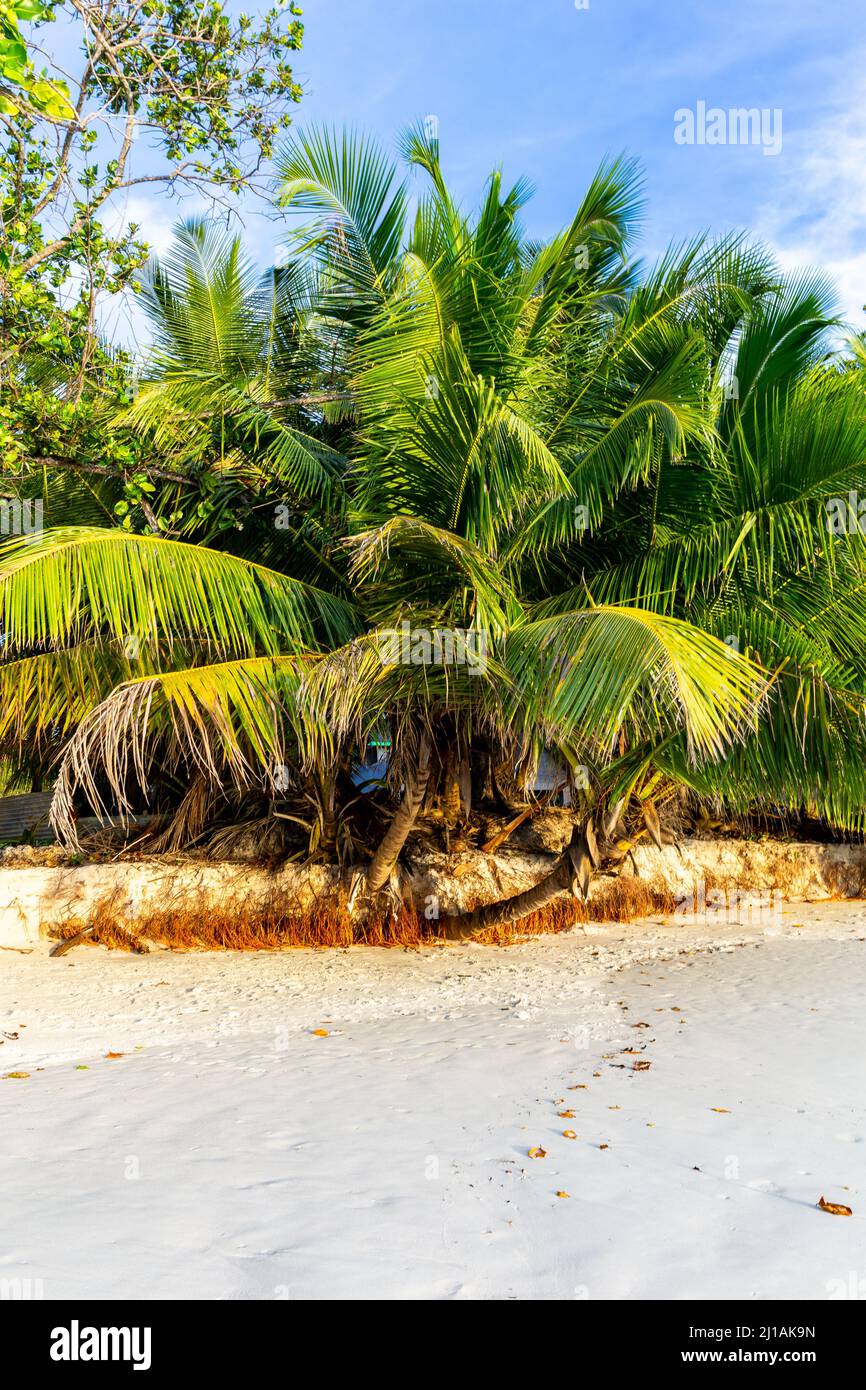 Coconut palm trees (Cocos nucifera) on white sandy beach Anse Lazio, Praslin Island, Seychelles. Portrait view. Stock Photo