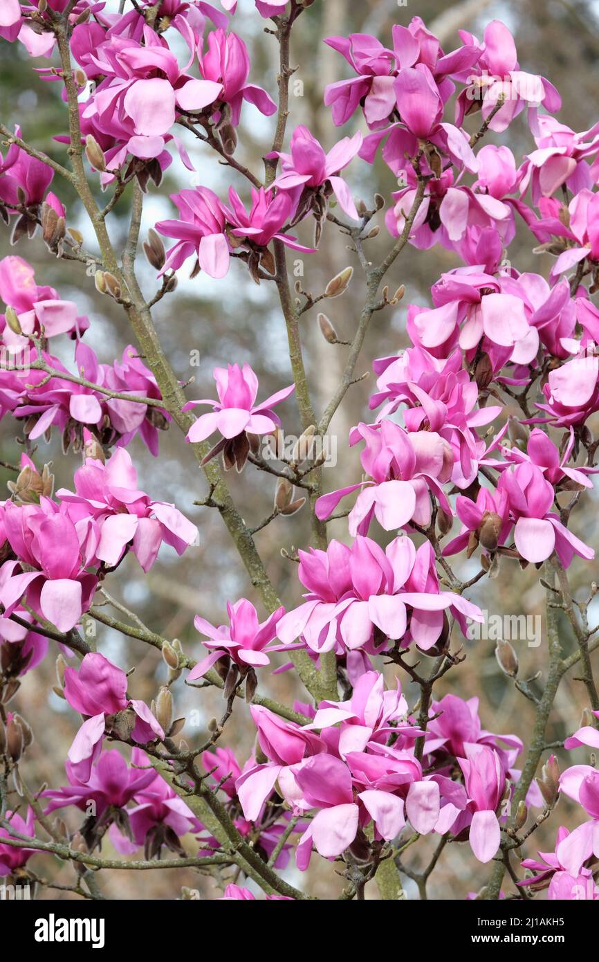 Magnolia 'Ruth'. Large cup-shaped purple flowers. Cross between M. campbellii 'Lanarth' and M. liliiflora. Stock Photo