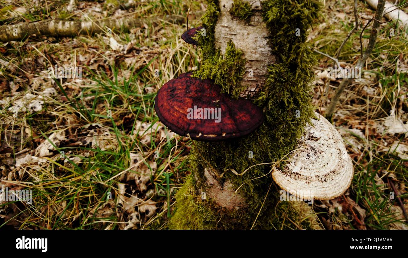 A closeup of mushrooms on a mossy tree in a forest Stock Photo - Alamy