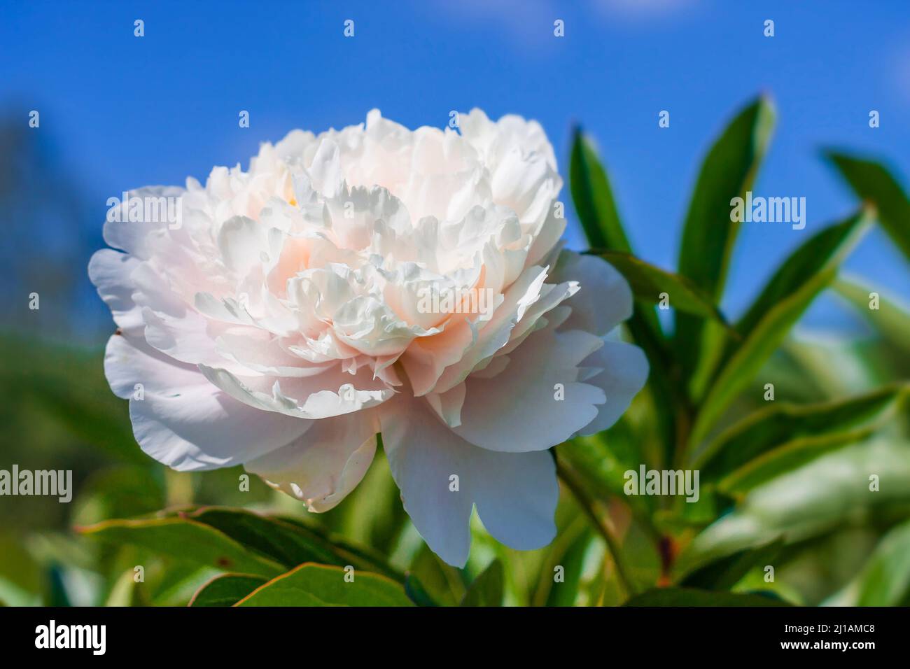 thin bright spring peony flower on a background of blue sky. Stock Photo