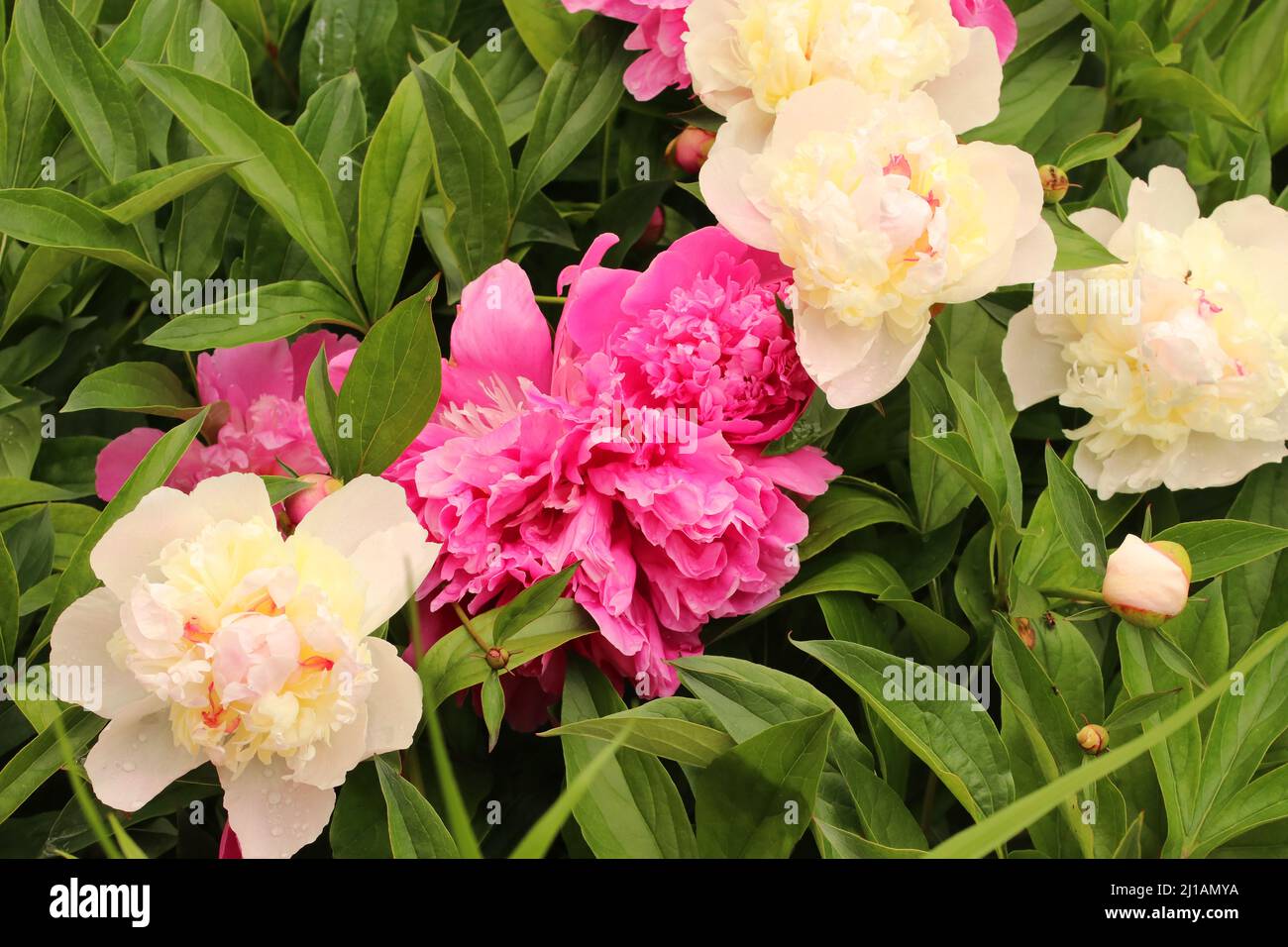 White and red flowers peony flowering on blurred background. Selective focus. Stock Photo