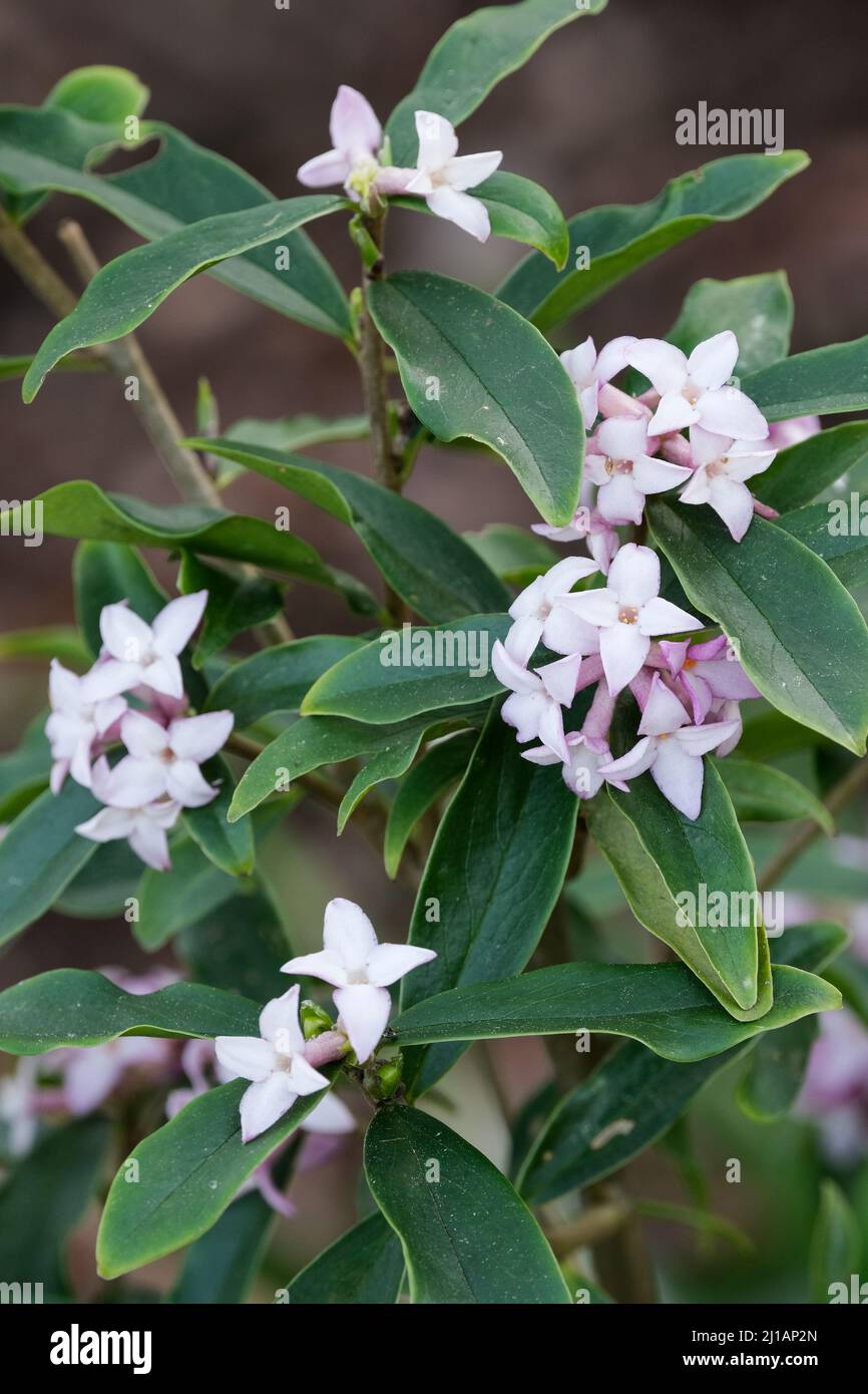 Daphne bholua 'Spring Beauty'. Pink fragrant flowers in early spring Stock Photo