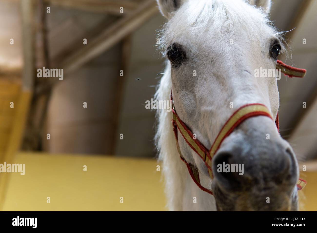 White horse head neck in hi-res stock photography and images - Alamy