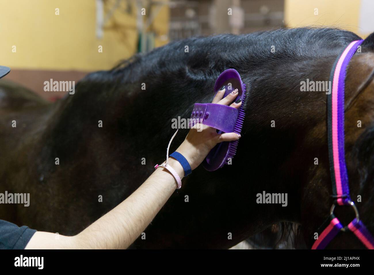Cowgirl brushing horse hi-res stock photography and images - Alamy