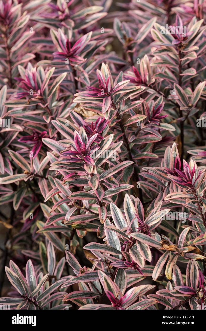 Hebe 'Heartbreaker', shrubby veronica. Compact, rounded, evergreen shrub with variegated green and cream leaves that turn vivid pink in colder weather Stock Photo