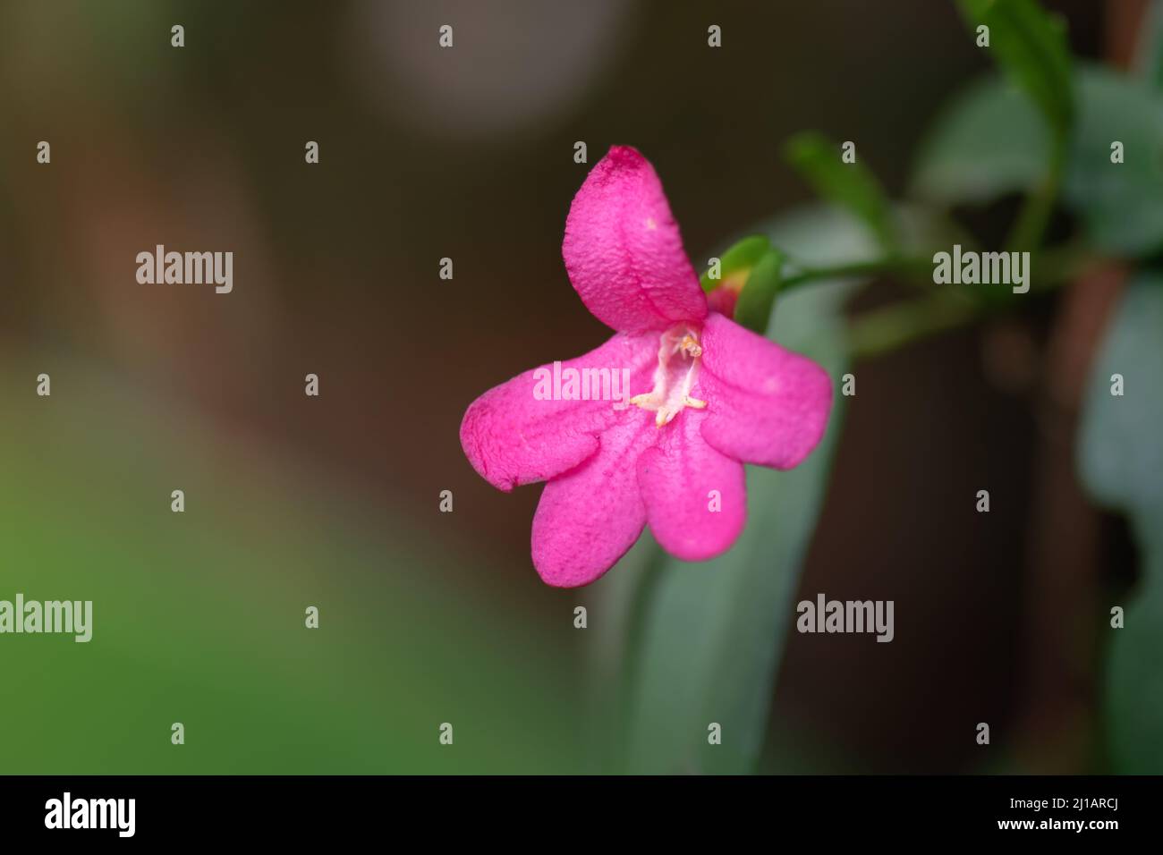 Pink colored single flower with selective commonly known as Lemonia and also known as Limonia, Pink Ravenia. Scientific name is Ravenia spectabilis. I Stock Photo