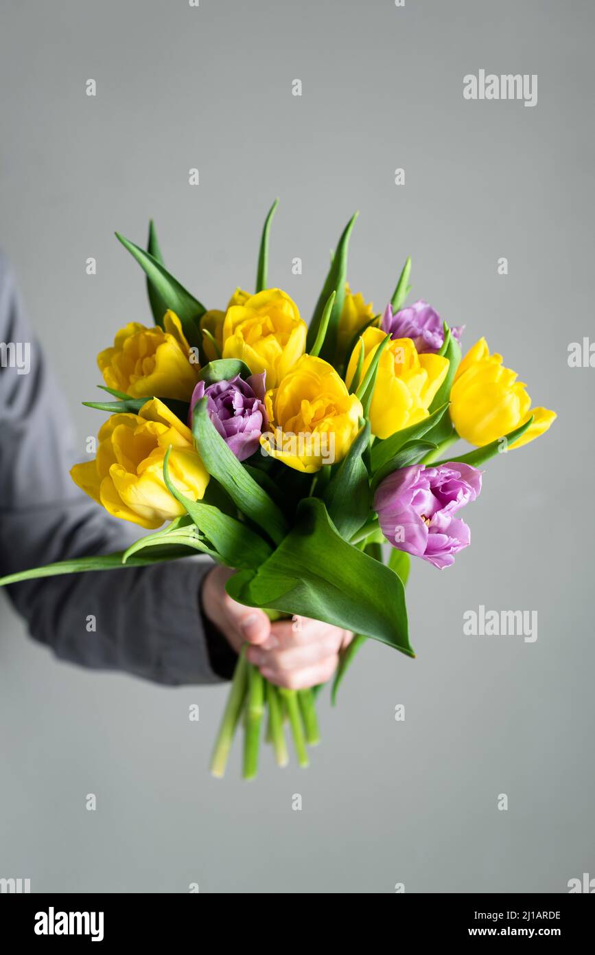 Yellow and purple tulips bouquet in hands over grey concrete wall background. Concept of mother's day, women's day, anniversary, gift to a girlfriend Stock Photo