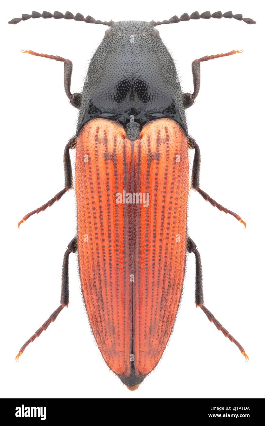Click beetle species Ampedus sanguineus Stock Photo