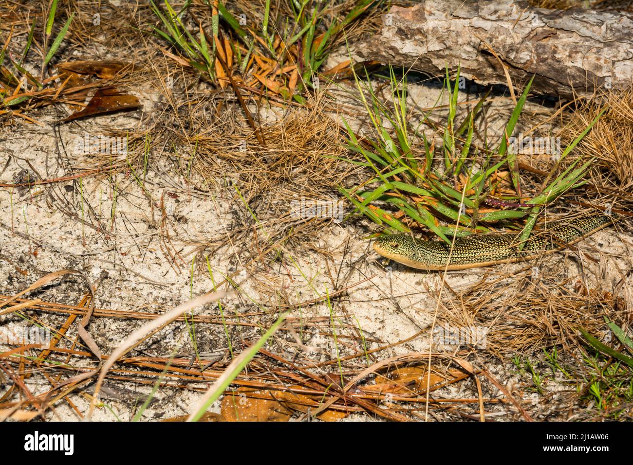 Eastern Glass Lizard Ophisaurus ventralis Stock Photo Alamy